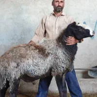 تربت حیدریه ارسـ. ــال میگردد گوسفند ergeoi بره|حراج|تربت‌حیدریه, بهشت عسکری|دیوار