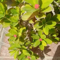 تعدادی گل باقیمت مناسب بفروش میرسد|گل و گیاه طبیعی|داراب, |دیوار