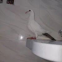 ۴عدد ماده دم سیاه|پرنده|کرمان, |دیوار