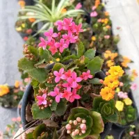 گل و گیاه به قیمت مناسب