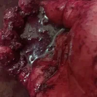 انگور دیم سردشت نمونه استثنائی|خوردنی و آشامیدنی|مشهد, رسالت|دیوار