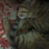 بچه گربه واگذاری