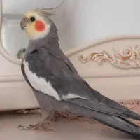 عروس هلندی اهلی سخنگو