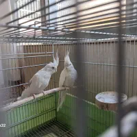 عروس هلندی البینو دو کت پروانه‌ای