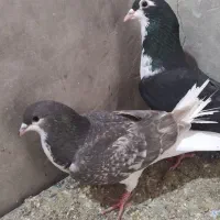 کبوتر شهری|پرنده|مرودشت, نقش رستم|دیوار