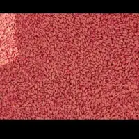 گندم آبی پیشگام و گندم دیم ریژاو