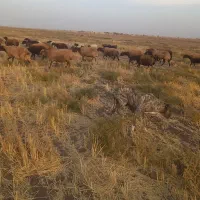 سگ ماده گله