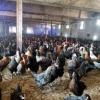 جوجه مرغ بومی گلپایگانی جهادی شمالی توتک ۱۰۰روسیاه