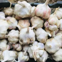 سیر بذر|خوردنی و آشامیدنی|قره چای, |دیوار