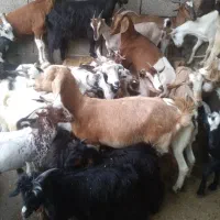 کهره نر و بز با قصابی خود بندرعباس