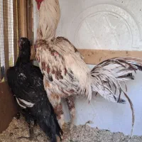خروس و مرغ لاری