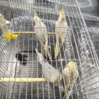 دو جفت عروس هلندی|پرنده|تهران, هلال احمر|دیوار