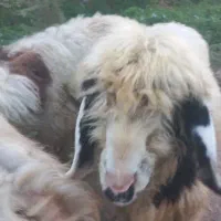بره نر و ماده