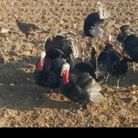 بوقلمون برنز ارگانیک|حیوانات مزرعه|مهریز, |دیوار