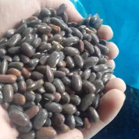 بذر لوبیا سبز اعلا