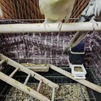 عروس هلندی|پرنده|اراک, |دیوار