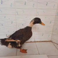 فروش اردک ماده تخمگذار