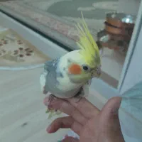 عروس هلندی خوش رنگ