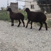 بره ماده