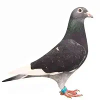 دوجفت‌پلاکی‌نروماده‌