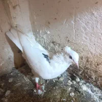 کبوتر یاکفتر تهرانی وشهرستانی|پرنده|مشکیندشت, |دیوار