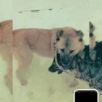 واگذاری سگ سرابی برای نگهبانی وگله