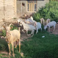 بز و بزغاله سانن
