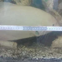 ماهی گوشخوار اورسایز  آکواریوم