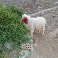 گوسفند نرد