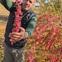 فروش ویژه نهال‌های مثمر و غیر مثمر