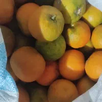 نارنج محلی آبدار