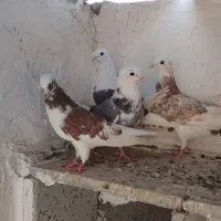 کبوتر پرشی