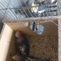 جفت راهب لوتینو جوان حلقه پا چهل وپنج میلیون|پرنده|لاهیجان, گلستان|دیوار