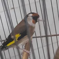 سهره مست|پرنده|شهر ری, امین آباد|دیوار