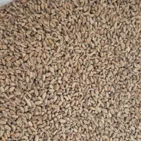 گندم گوسفندی