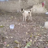 سگ گله به جانور صفت|سگ|نیاسر, |دیوار