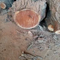 چوب عناب کاج و سپیدار...