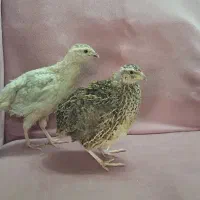 یک جفت بلدرچین نر و ماده پنج شش ماهه