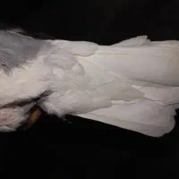 کبوتر|پرنده|تربتحیدریه, کاشانی|دیوار