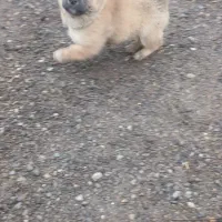 توله پاکوتا