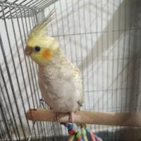 یک عدد عروس هلندی جوان