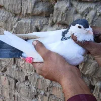 کفتر جفت|پرنده|یزد, |دیوار