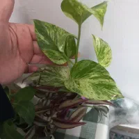 همه قلمه هاباهم فقط۱۰۰|حراج|مشهد, شهرک امام هادی (شهرک غرب)|دیوار