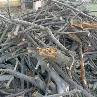 خرید انواع درخت باغی توت انجیر اکالیپتوس|خدمات باغبانی و درختکاری|آق قلا, |دیوار