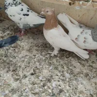 ماده شهری رنگی