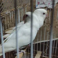 پرنده|پرنده|سرچهان, |دیوار