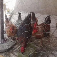 مرغ و خروس جوان همه‌ باهم