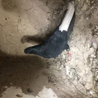 کلاغ دم سفید نر کاشمر