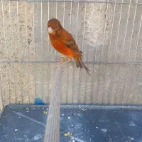 قناری سرخ مست|پرنده|شیراز, کوشک میدان|دیوار