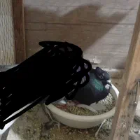 کبوتر